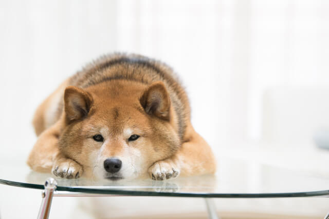 愛犬が飼い主にあごのせをするのはなぜ?犬の心理、教え方を徹底解説のサムネイル画像